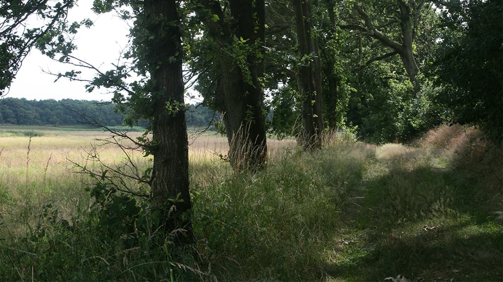 Skelhøj, Grabhügel, Tobøl
