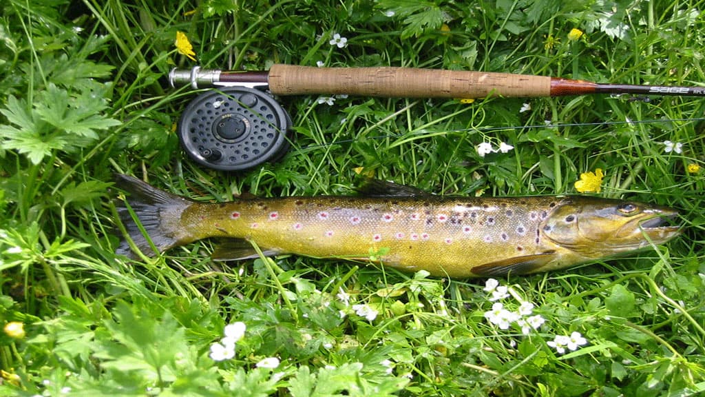 Fishing in Lerkenfeld Stream